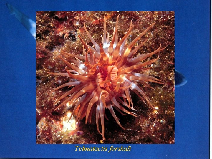 Telmatactis forskali 