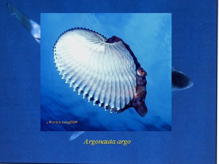 Argonauta argo 