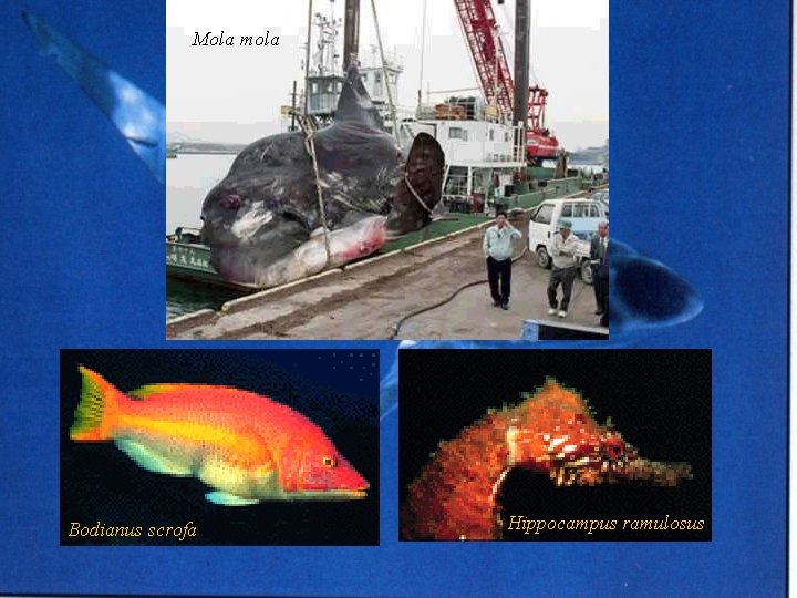 Mola mola Bodianus scrofa Hippocampus ramulosus 