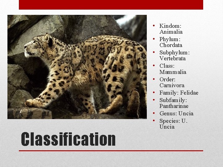 Classification • Kindom: Animalia • Phylum: Chordata • Subphylum: Vertebrata • Class: Mammalia •