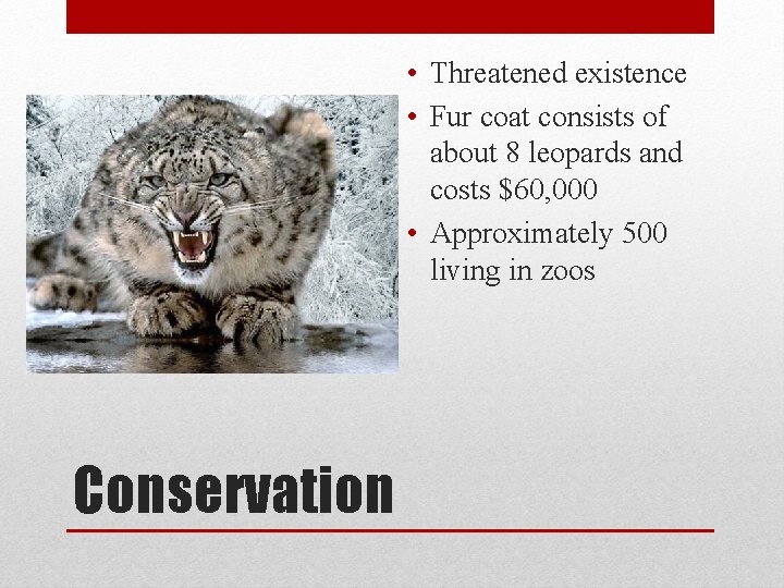  • Threatened existence • Fur coat consists of about 8 leopards and costs