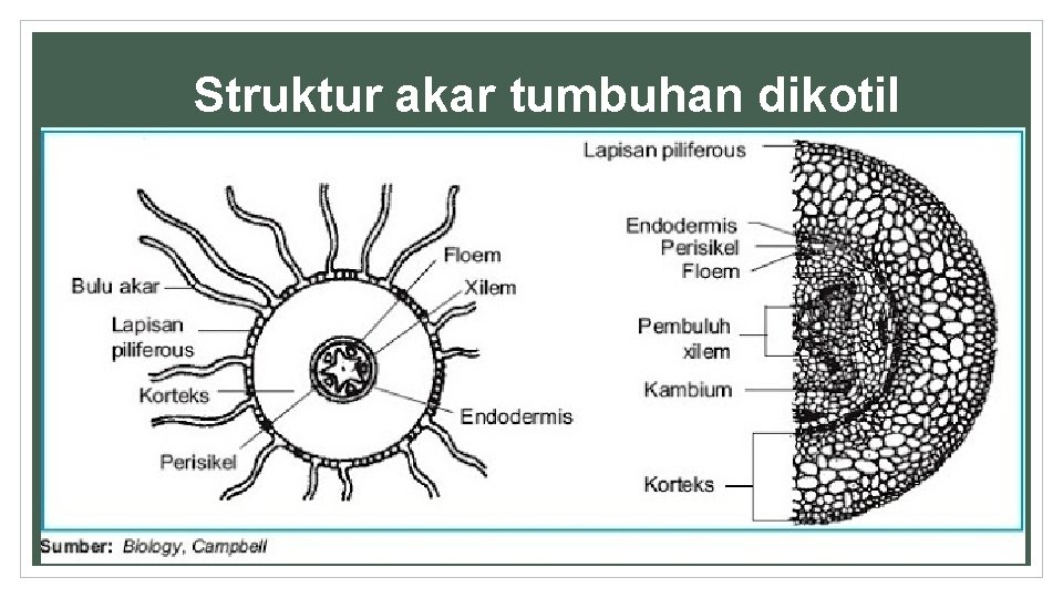 Struktur akar tumbuhan dikotil 