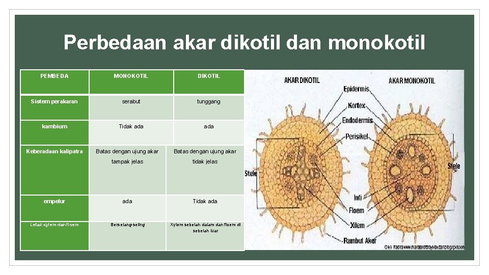 Perbedaan akar dikotil dan monokotil PEMBEDA MONOKOTIL DIKOTIL Sistem perakaran serabut tunggang kambium Tidak