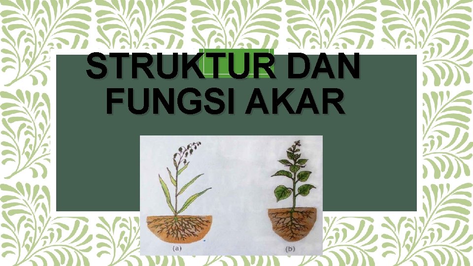 STRUKTUR DAN FUNGSI AKAR 