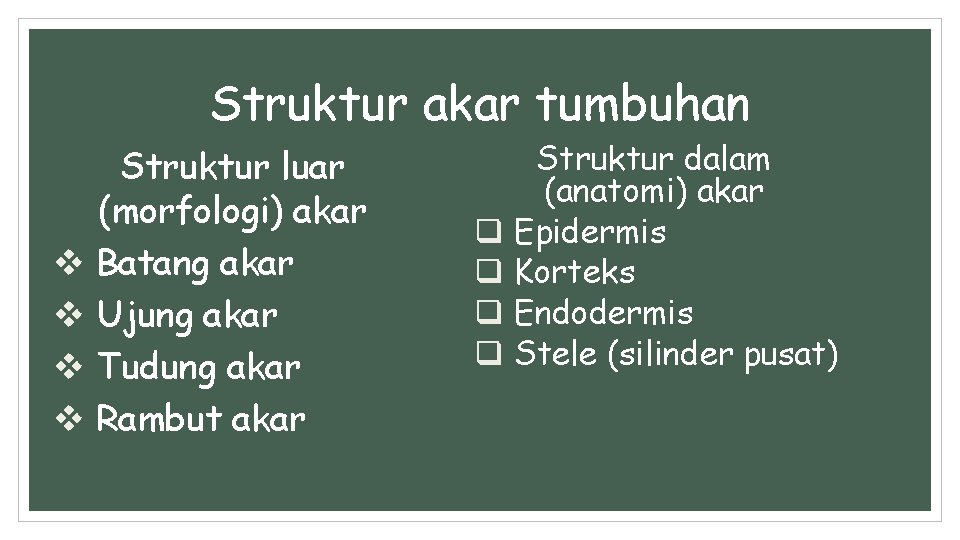 Struktur akar tumbuhan Struktur luar (morfologi) akar v Batang akar v Ujung akar v