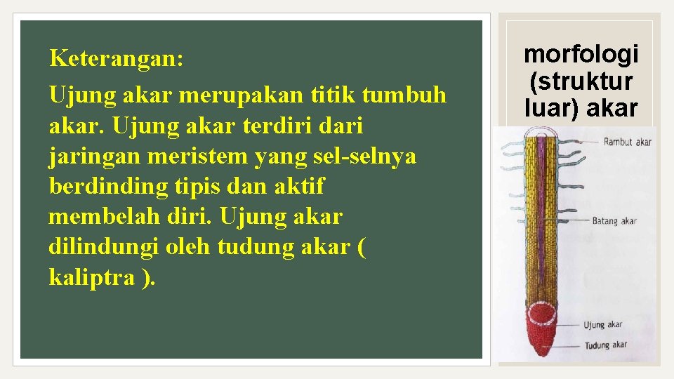 Keterangan: Ujung akar merupakan titik tumbuh akar. Ujung akar terdiri dari jaringan meristem yang