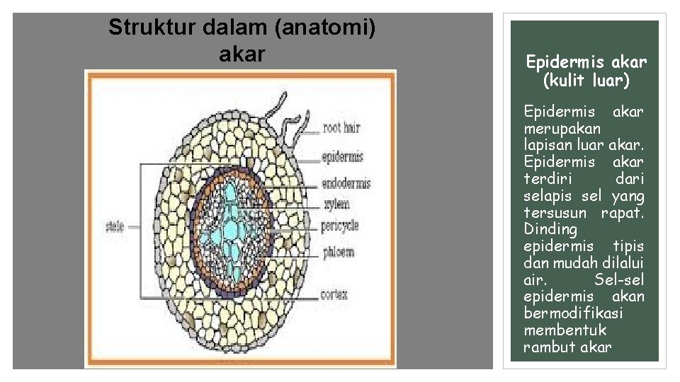 Struktur dalam (anatomi) akar Epidermis akar (kulit luar) Epidermis akar merupakan lapisan luar akar.