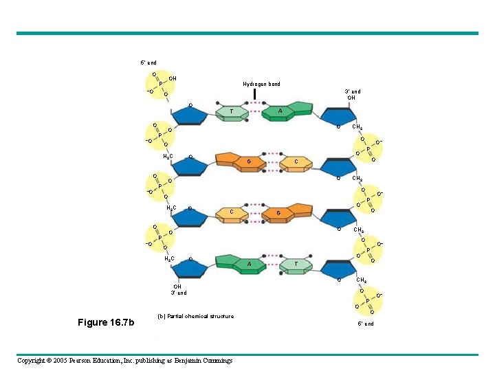 5 end O OH P –O Hydrogen bond 3 end OH O O O