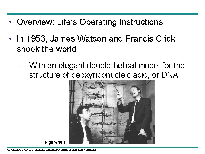  • Overview: Life’s Operating Instructions • In 1953, James Watson and Francis Crick