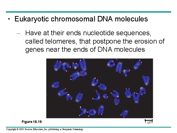  • Eukaryotic chromosomal DNA molecules – Have at their ends nucleotide sequences, called