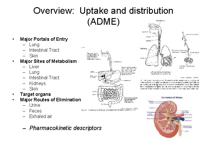 Overview: Uptake and distribution (ADME) • • Major Portals of Entry – Lung –