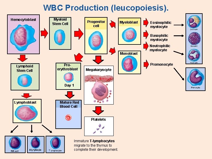 WBC Production (leucopoiesis). Hemocytoblast Myeloid Stem Cell Progenitor cell Myeloblast Eosinophilic myelocyte Basophilic myelocyte