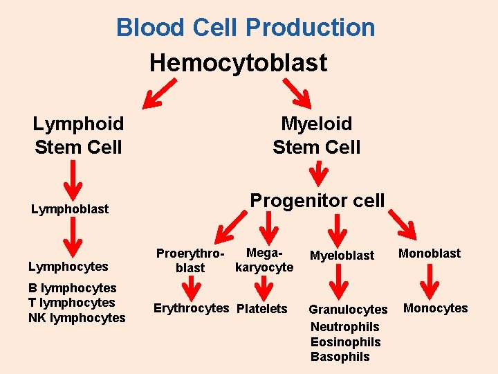 Blood Cell Production Hemocytoblast Lymphoid Stem Cell Lymphoblast Lymphocytes B lymphocytes T lymphocytes NK