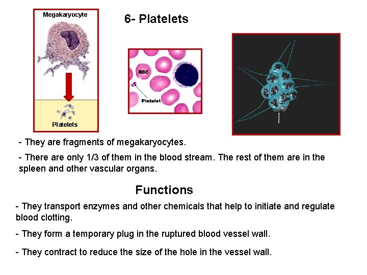 Megakaryocyte 6 - Platelets - They are fragments of megakaryocytes. - There are only