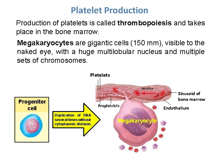 Platelet Production of platelets is called thrombopoiesis and takes place in the bone marrow.