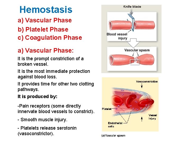 Hemostasis a) Vascular Phase b) Platelet Phase c) Coagulation Phase a) Vascular Phase: It