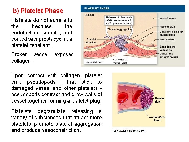 b) Platelet Phase Platelets do not adhere to the because the endothelium smooth, and