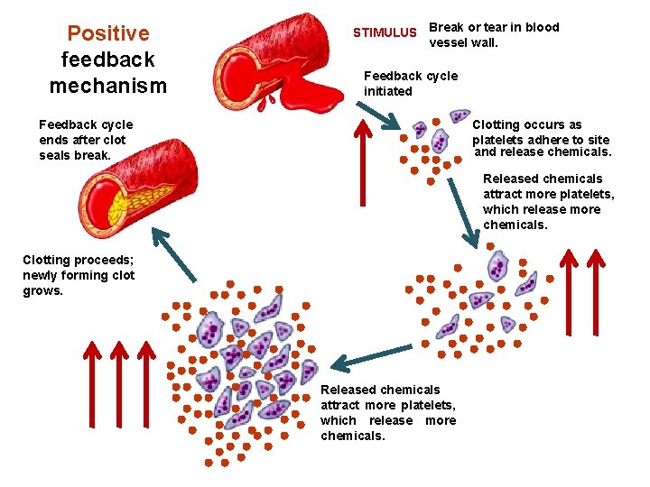 Positive feedback mechanism STIMULUS Break or tear in blood vessel wall. Feedback cycle initiated