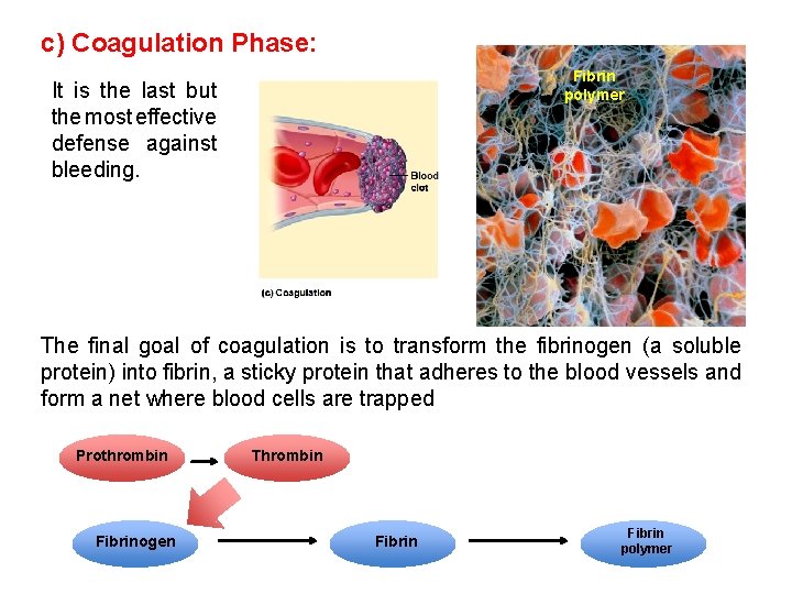 c) Coagulation Phase: Fibrin polymer It is the last but the most effective defense