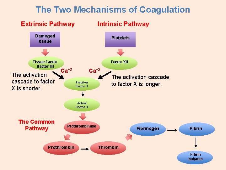 The Two Mechanisms of Coagulation Extrinsic Pathway Intrinsic Pathway Damaged tissue Platelets Tissue Factor