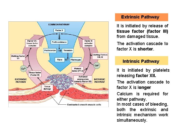 Extrinsic Pathway It is initiated by release of tissue factor (factor III) from damaged