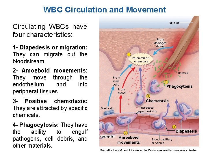 WBC Circulation and Movement Splinter Circulating WBCs have four characteristics: From damaged tissue 1