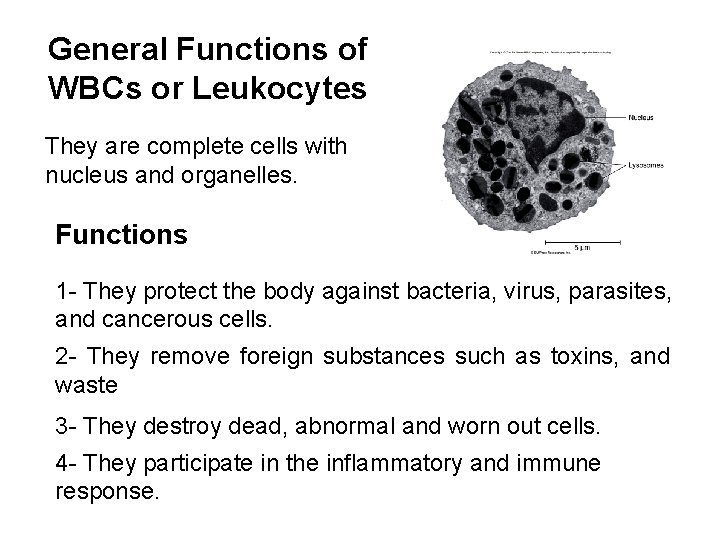 General Functions of WBCs or Leukocytes They are complete cells with nucleus and organelles.