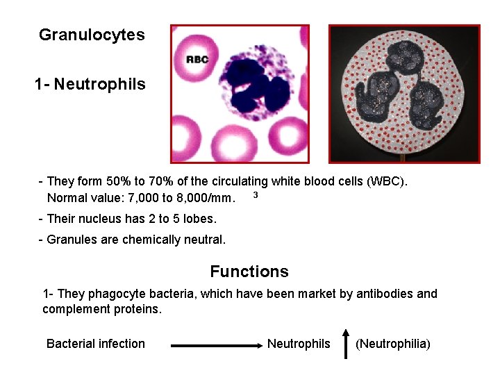 Granulocytes 1 - Neutrophils - They form 50% to 70% of the circulating white