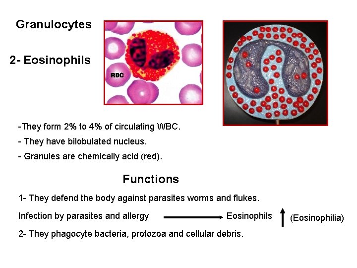 Granulocytes 2 - Eosinophils -They form 2% to 4% of circulating WBC. - They