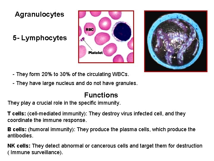 Agranulocytes 5 - Lymphocytes - They form 20% to 30% of the circulating WBCs.