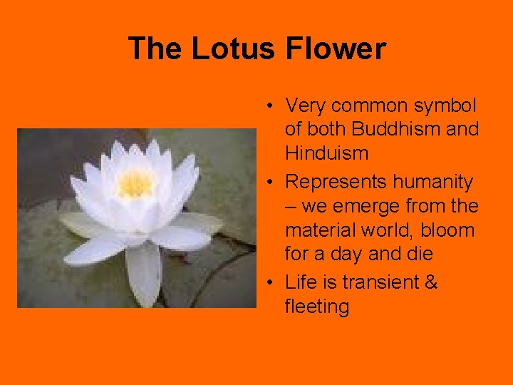 The Lotus Flower • Very common symbol of both Buddhism and Hinduism • Represents The Lotus Flower • Very common symbol of both Buddhism and Hinduism • Represents