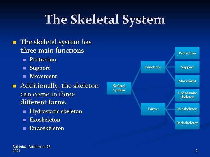 The Skeletal System n The skeletal system has three main functions n n Protection