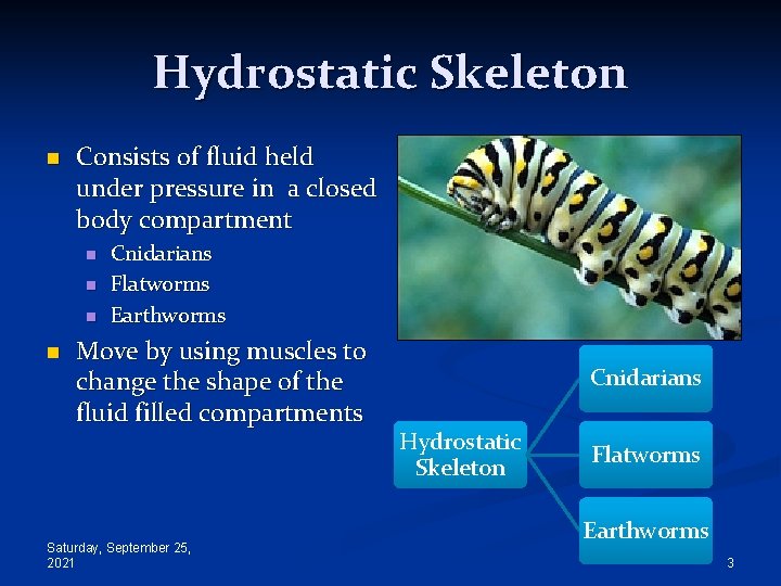 Hydrostatic Skeleton n Consists of fluid held under pressure in a closed body compartment