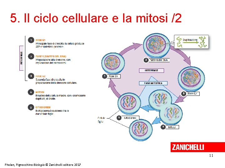 5. Il ciclo cellulare e la mitosi /2 11 Phelan, Pignocchino Biologia © Zanichelli