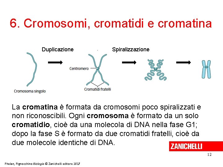 6. Cromosomi, cromatidi e cromatina Duplicazione Spiralizzazione La cromatina è formata da cromosomi poco