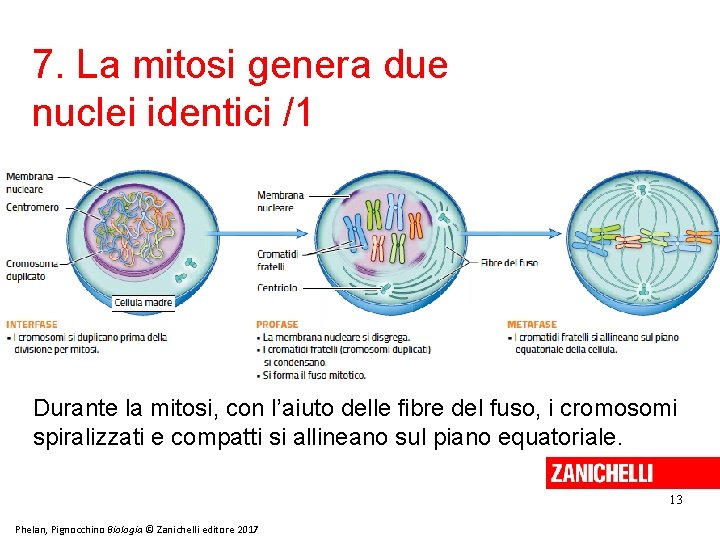 7. La mitosi genera due nuclei identici /1 Durante la mitosi, con l’aiuto delle