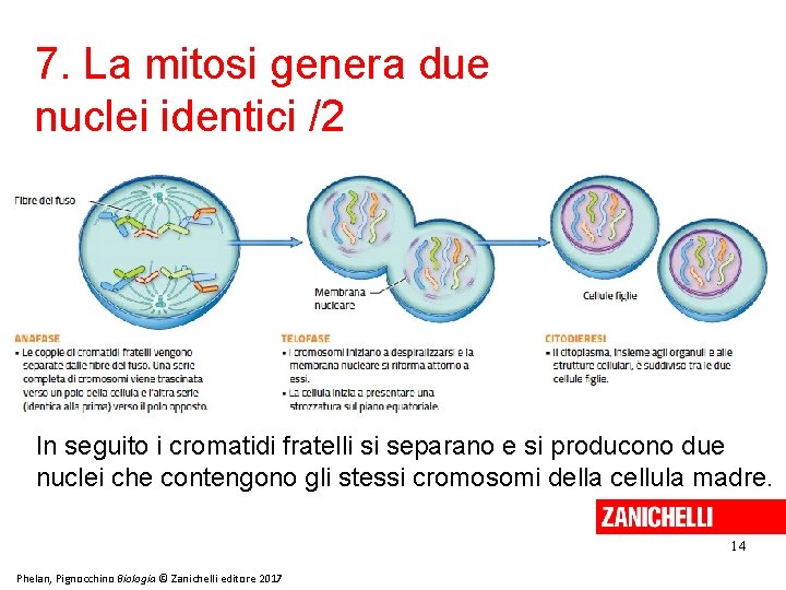 7. La mitosi genera due nuclei identici /2 In seguito i cromatidi fratelli si