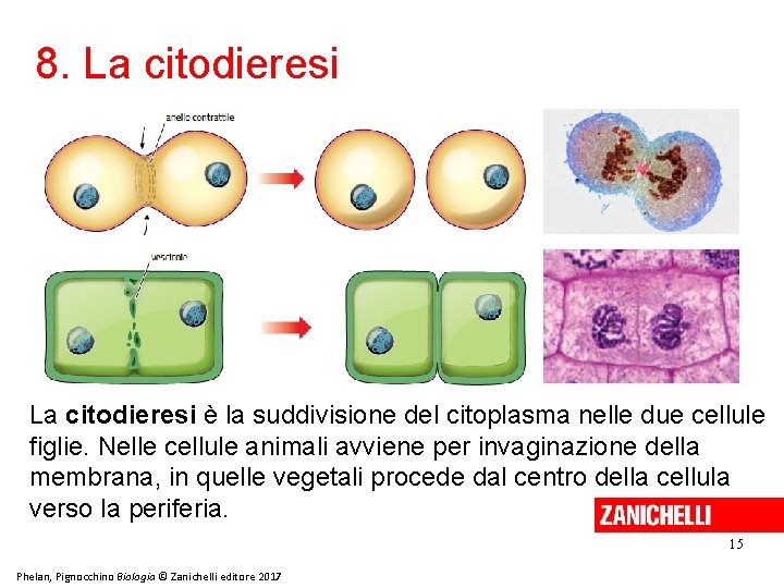 8. La citodieresi è la suddivisione del citoplasma nelle due cellule figlie. Nelle cellule