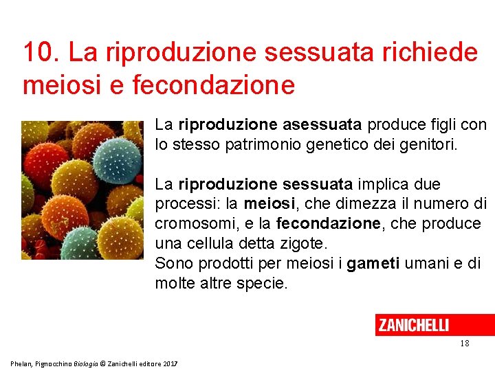 10. La riproduzione sessuata richiede meiosi e fecondazione La riproduzione asessuata produce figli con