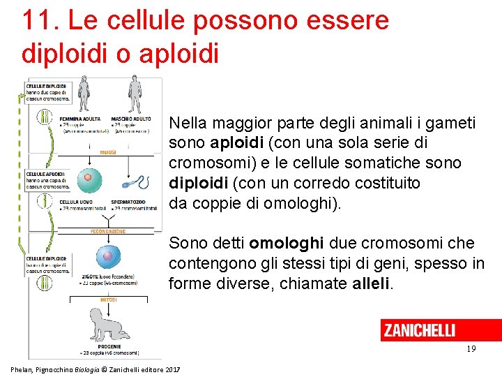 11. Le cellule possono essere diploidi o aploidi Nella maggior parte degli animali i