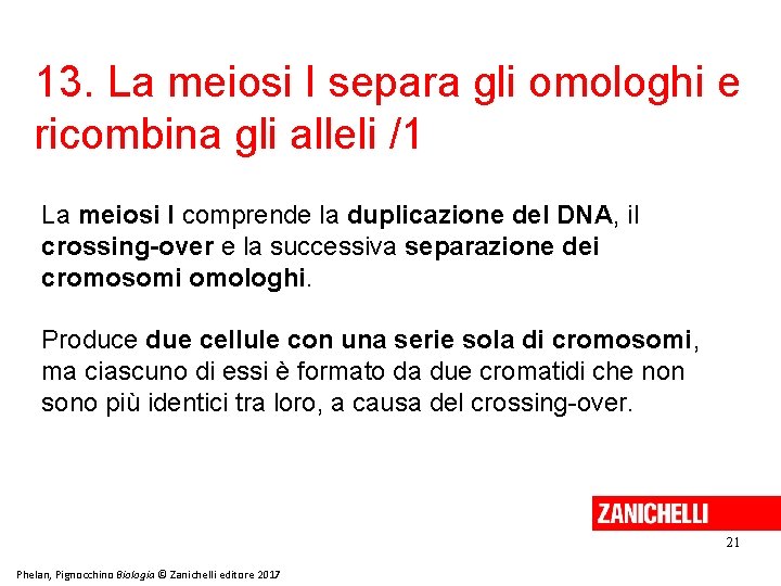 13. La meiosi I separa gli omologhi e ricombina gli alleli /1 La meiosi