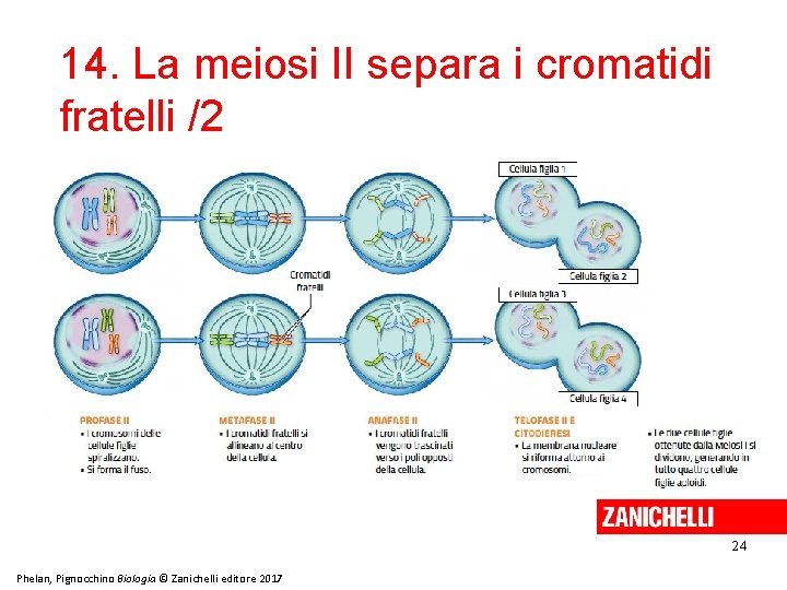 14. La meiosi II separa i cromatidi fratelli /2 24 Phelan, Pignocchino Biologia ©