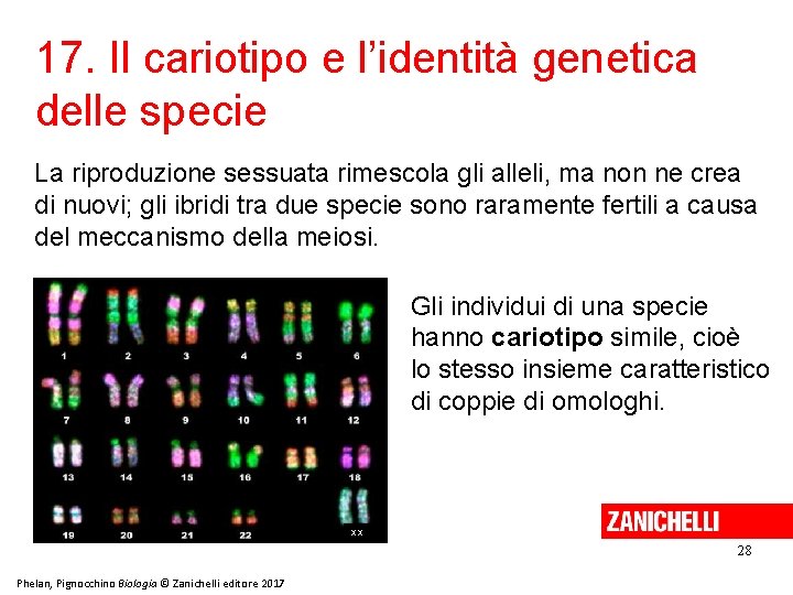 17. Il cariotipo e l’identità genetica delle specie La riproduzione sessuata rimescola gli alleli,