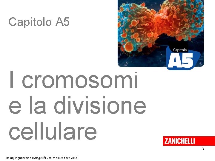 Capitolo A 5 I cromosomi e la divisione cellulare 3 Phelan, Pignocchino Biologia ©