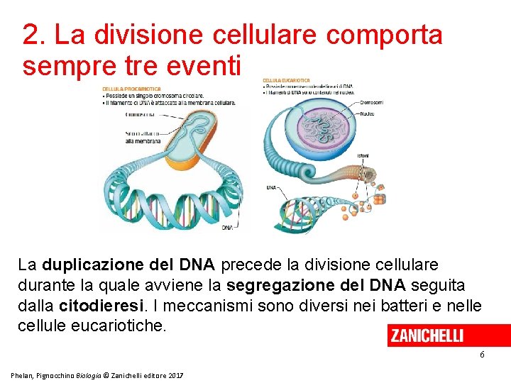 2. La divisione cellulare comporta sempre tre eventi La duplicazione del DNA precede la