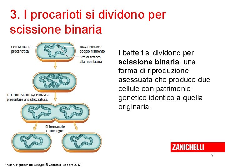 3. I procarioti si dividono per scissione binaria I batteri si dividono per scissione