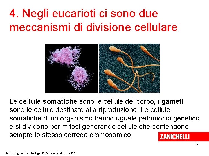 4. Negli eucarioti ci sono due meccanismi di divisione cellulare Le cellule somatiche sono
