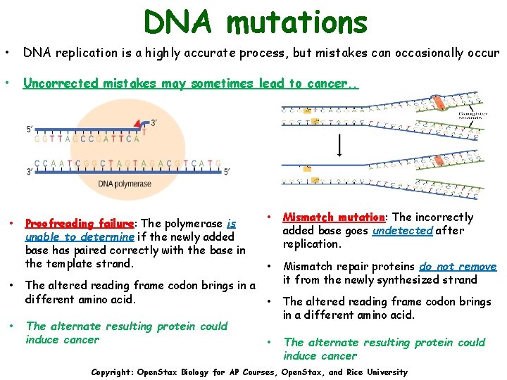 DNA mutations • DNA replication is a highly accurate process, but mistakes can occasionally