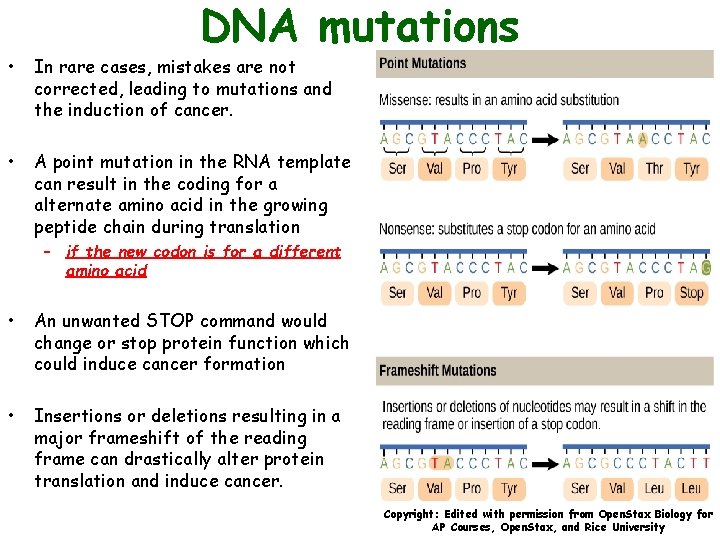 DNA mutations • In rare cases, mistakes are not corrected, leading to mutations and