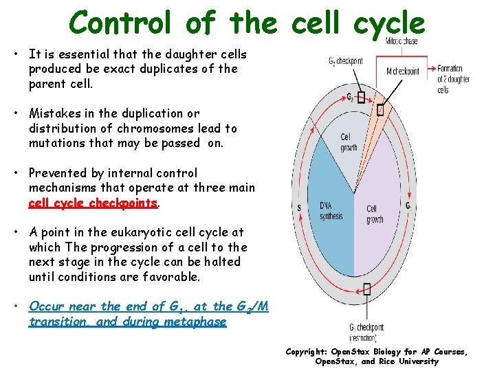 Control of the cell cycle • It is essential that the daughter cells produced